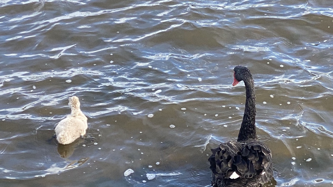 Photo of Others in Lakes Entrance