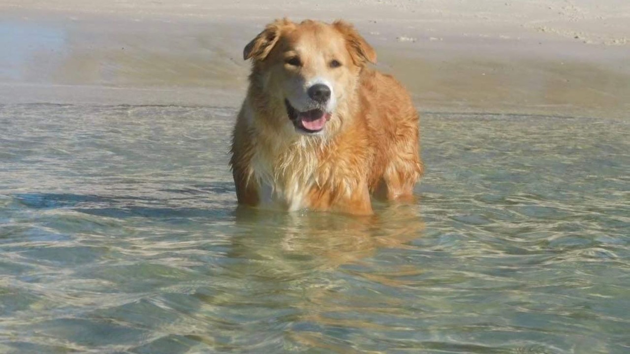 Photo of Others in Shoal Bay