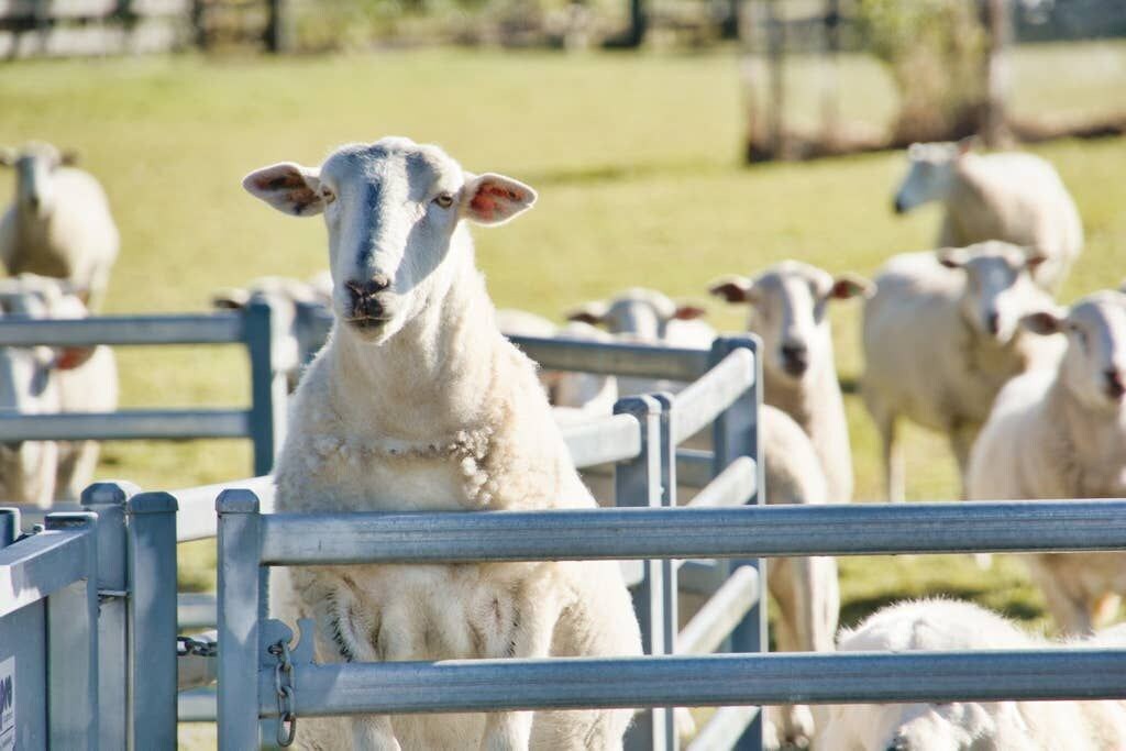 Photo of Others in Jilliby