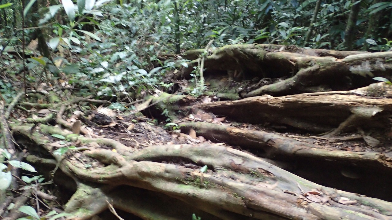 Photo of Outdoor in Remire Montjoly
