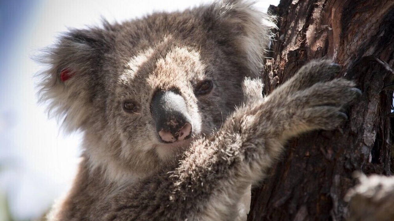 Photo of Others in Lakes Entrance