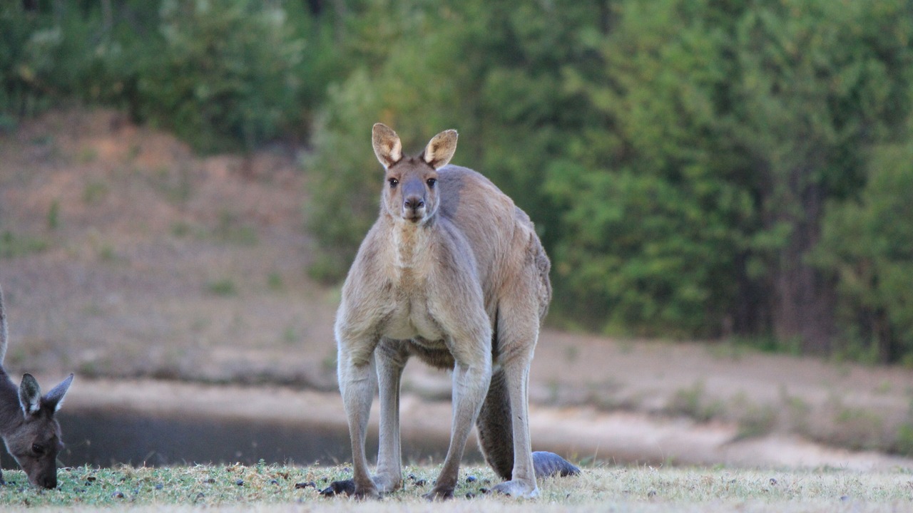 Photo of Outdoor in Yeagarup