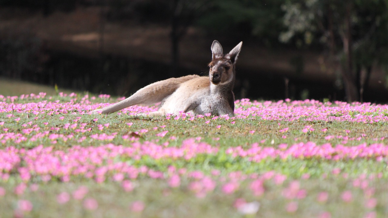 Photo of Outdoor in Yeagarup