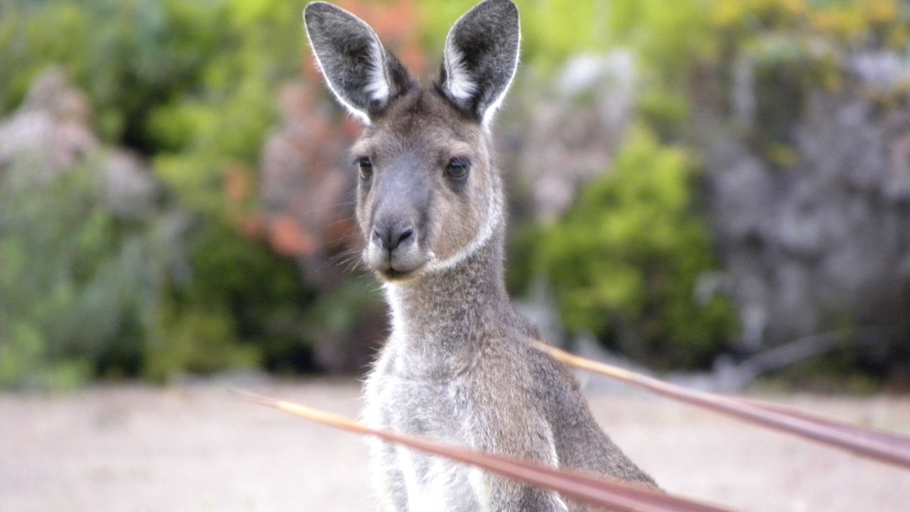 Photo of Outdoor in Yeagarup