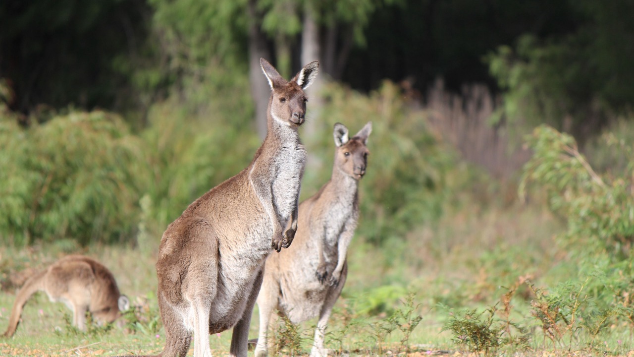 Photo of Outdoor in Yeagarup