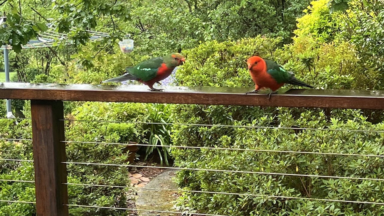 Photo of Others in Wentworth Falls