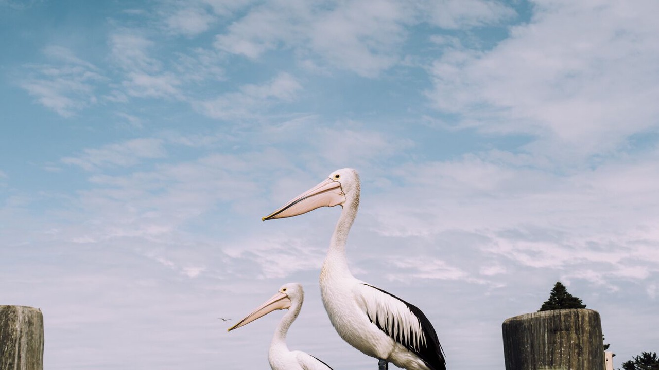 Photo of Others in Goolwa
