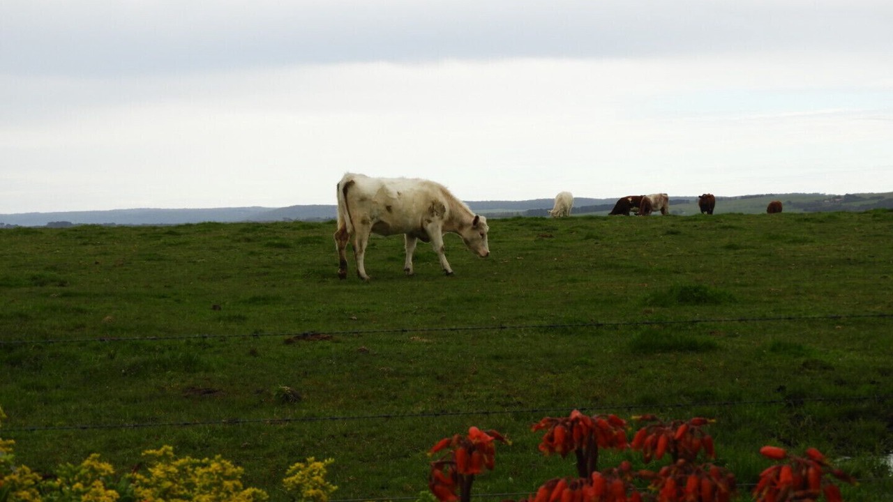 Photo of Outdoor in Yanakie