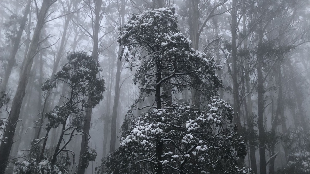 Photo of Others in Warburton