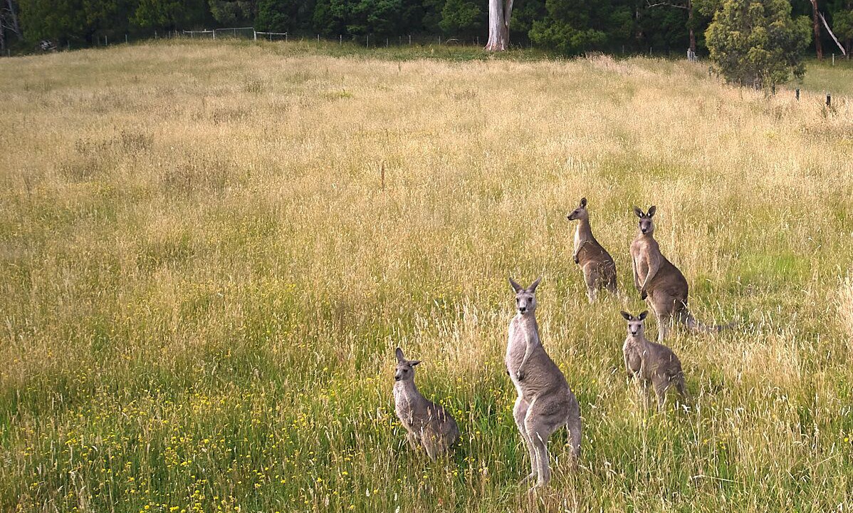 Photo of Others in Neerim East