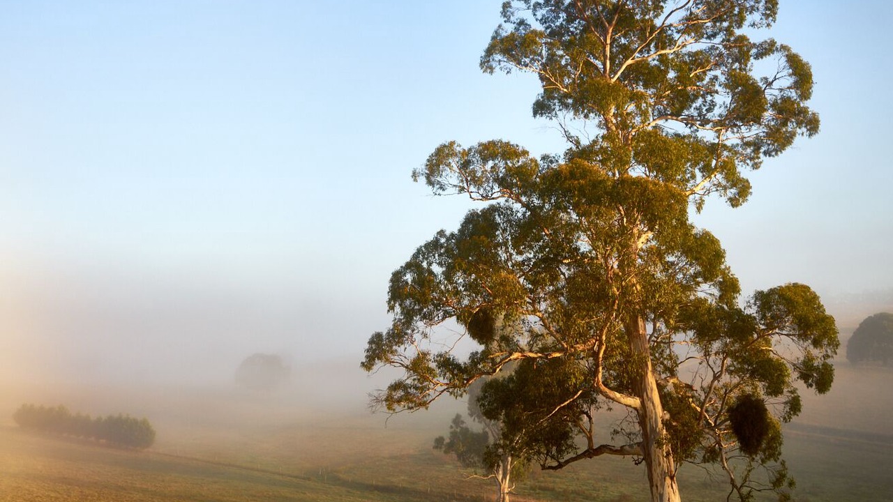 Photo of Others in Neerim East