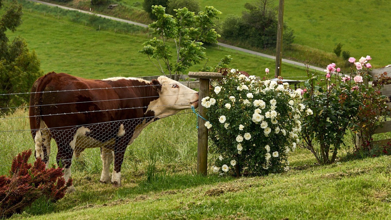 Photo of Others in Neerim East