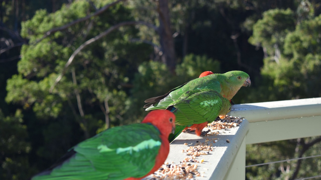 Photo of Patio Balcony in Apollo Bay