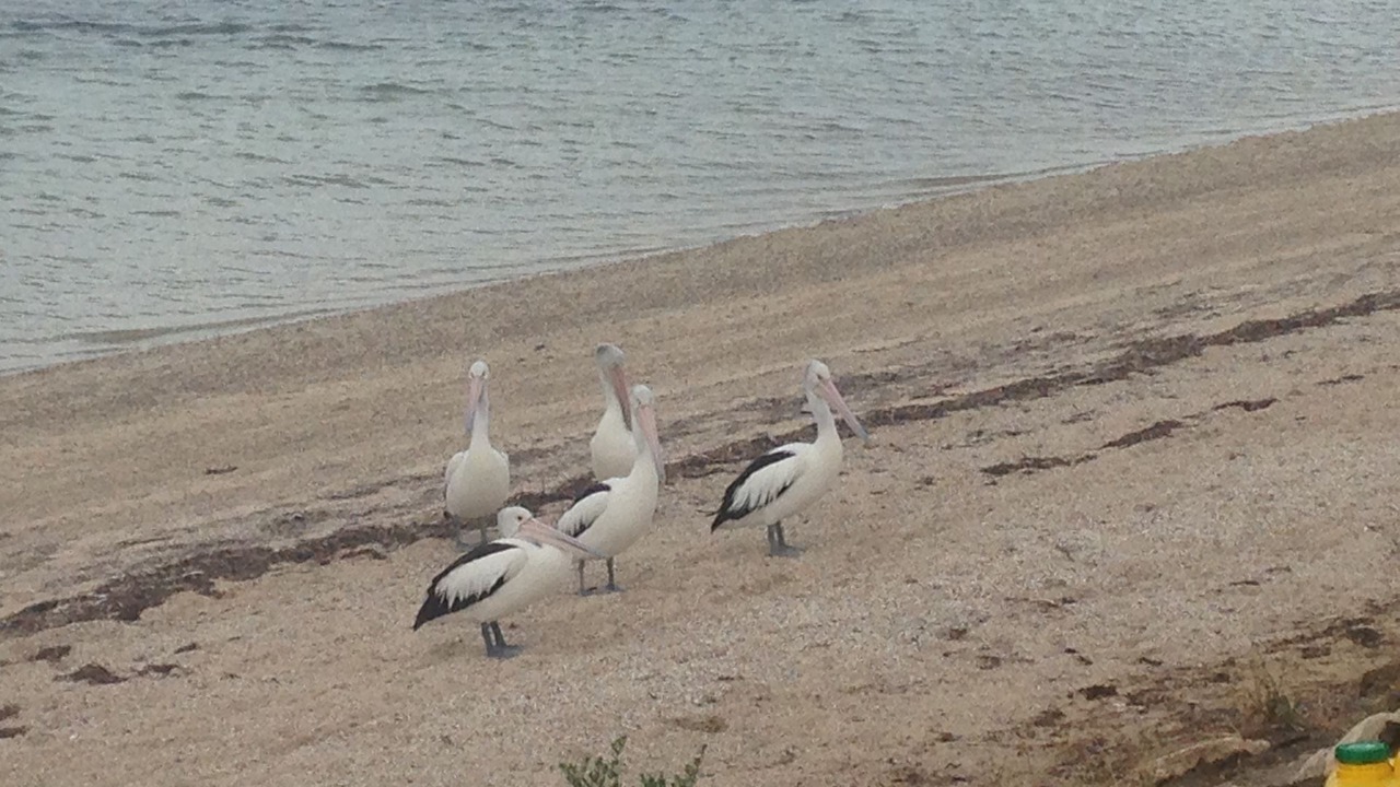 Photo of Others in Dalrymple