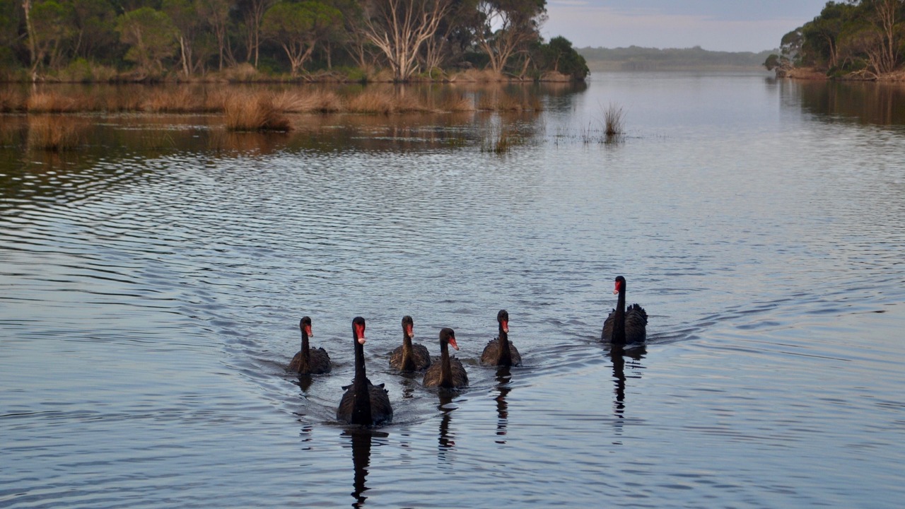 Photo of Others in Merimbula