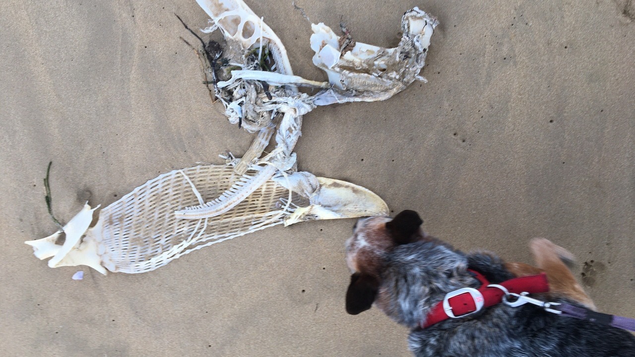 Photo of Others in Venus Bay