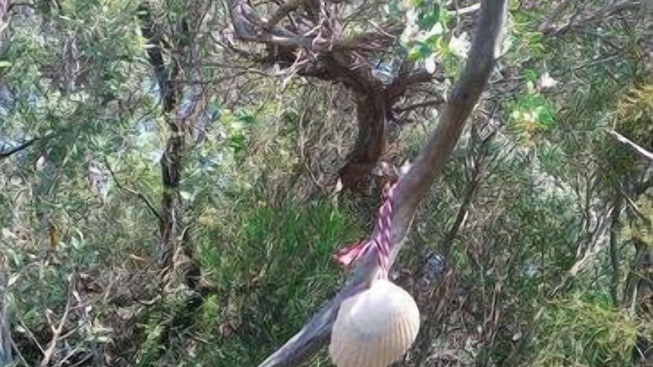 Photo of Outdoor in Venus Bay