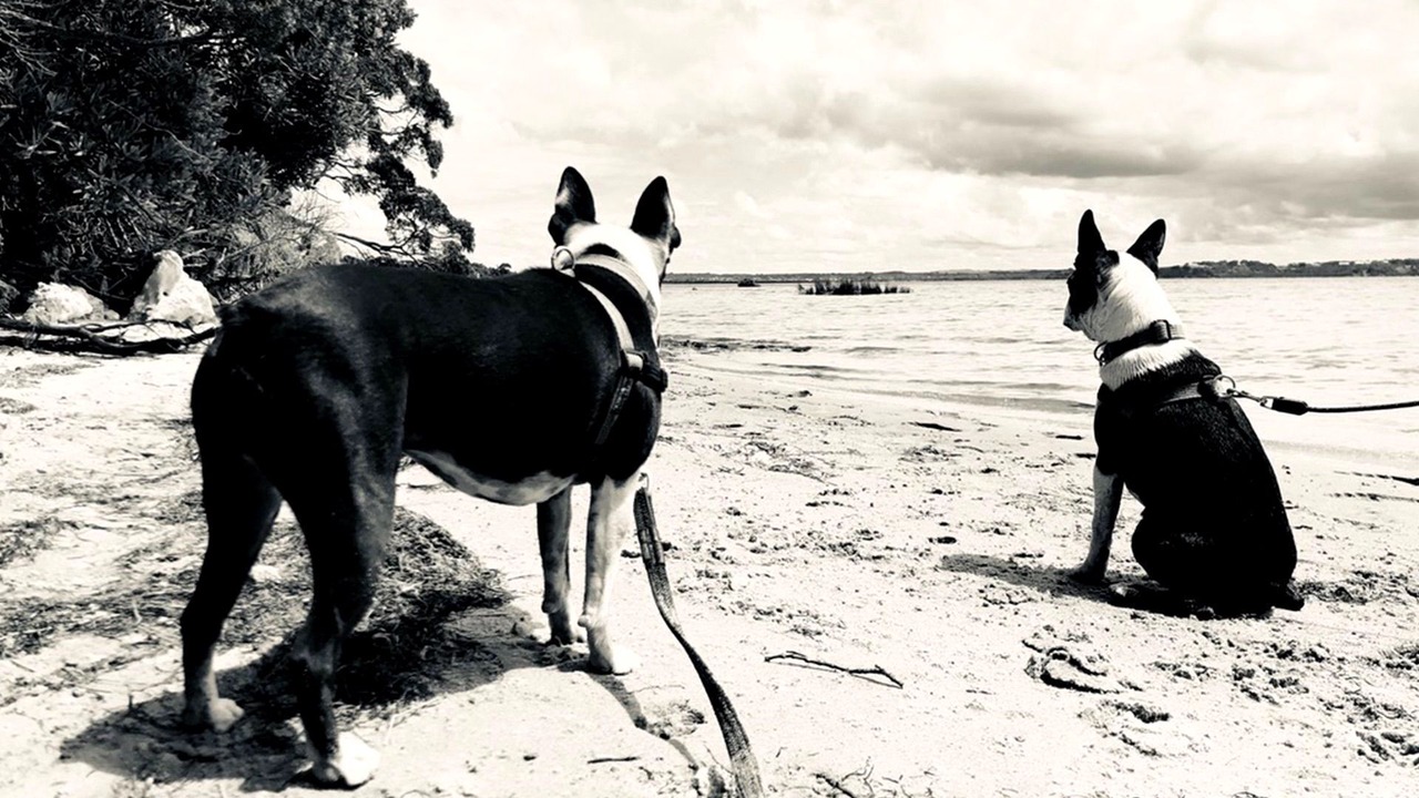 Photo of Others in Venus Bay