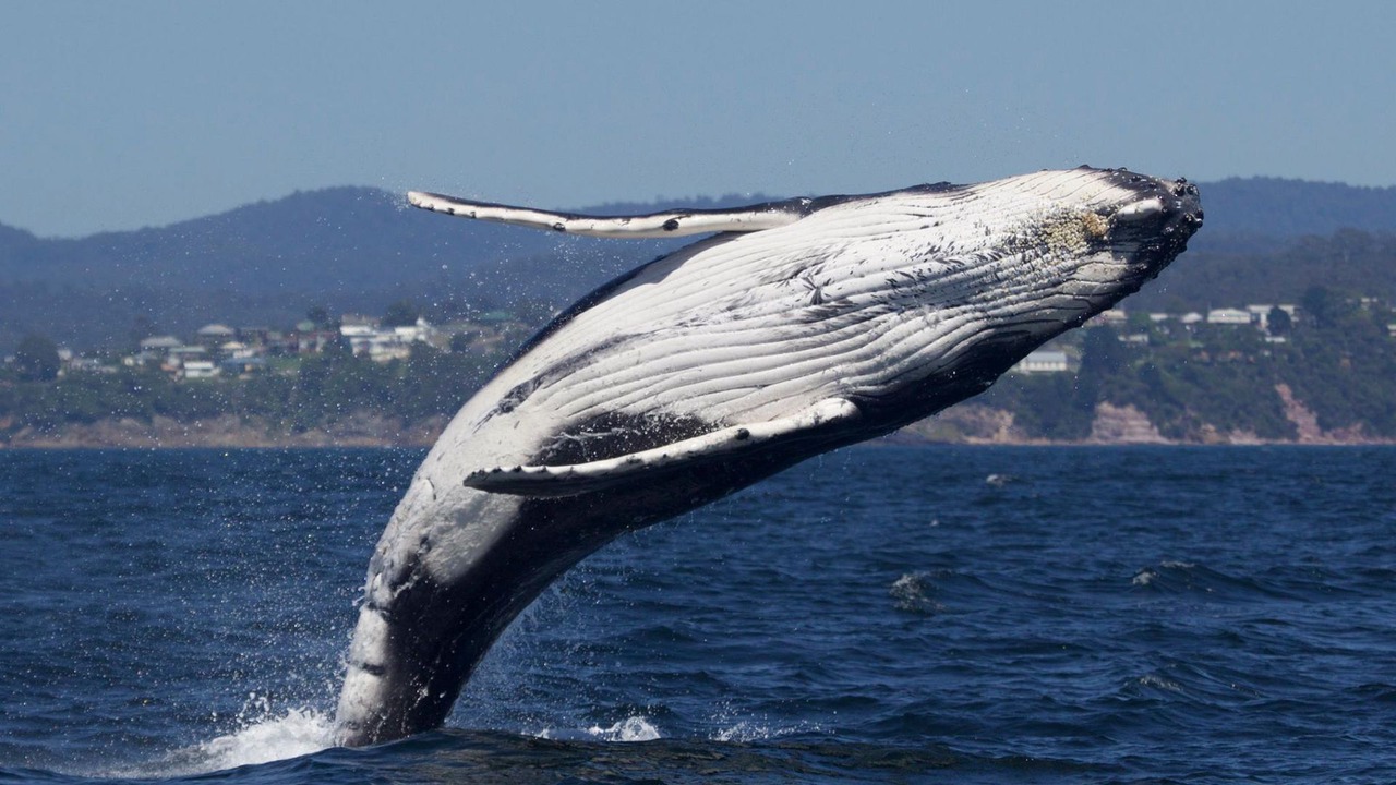 Photo of Others in Pambula Beach