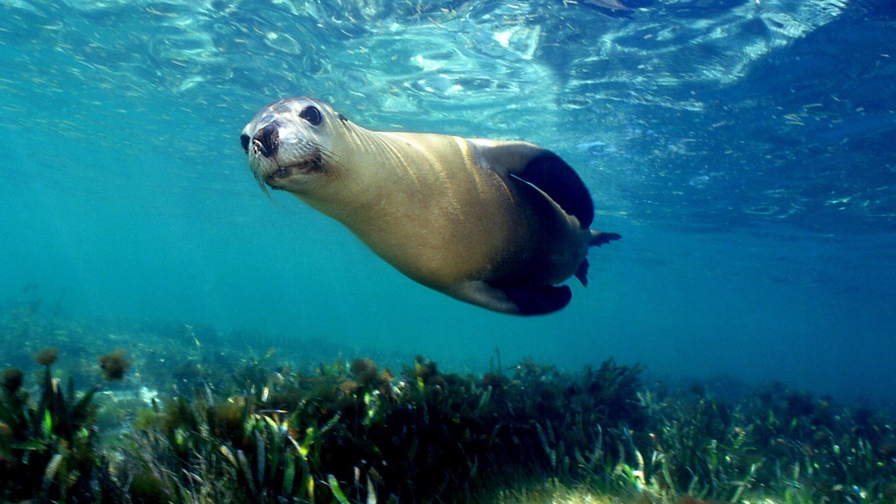 Photo of Others in Jurien Bay