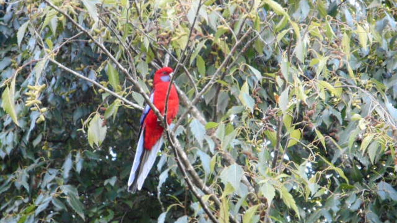 Photo of Others in Warburton
