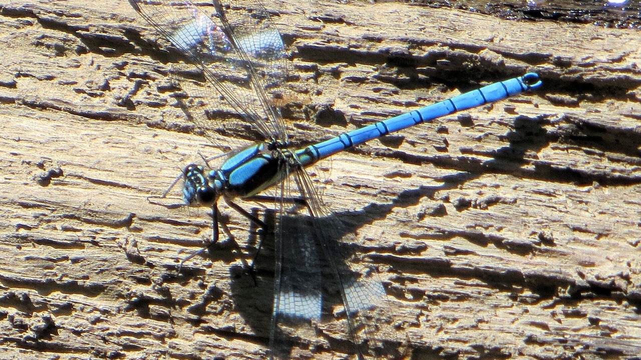 Photo of Others in Warburton