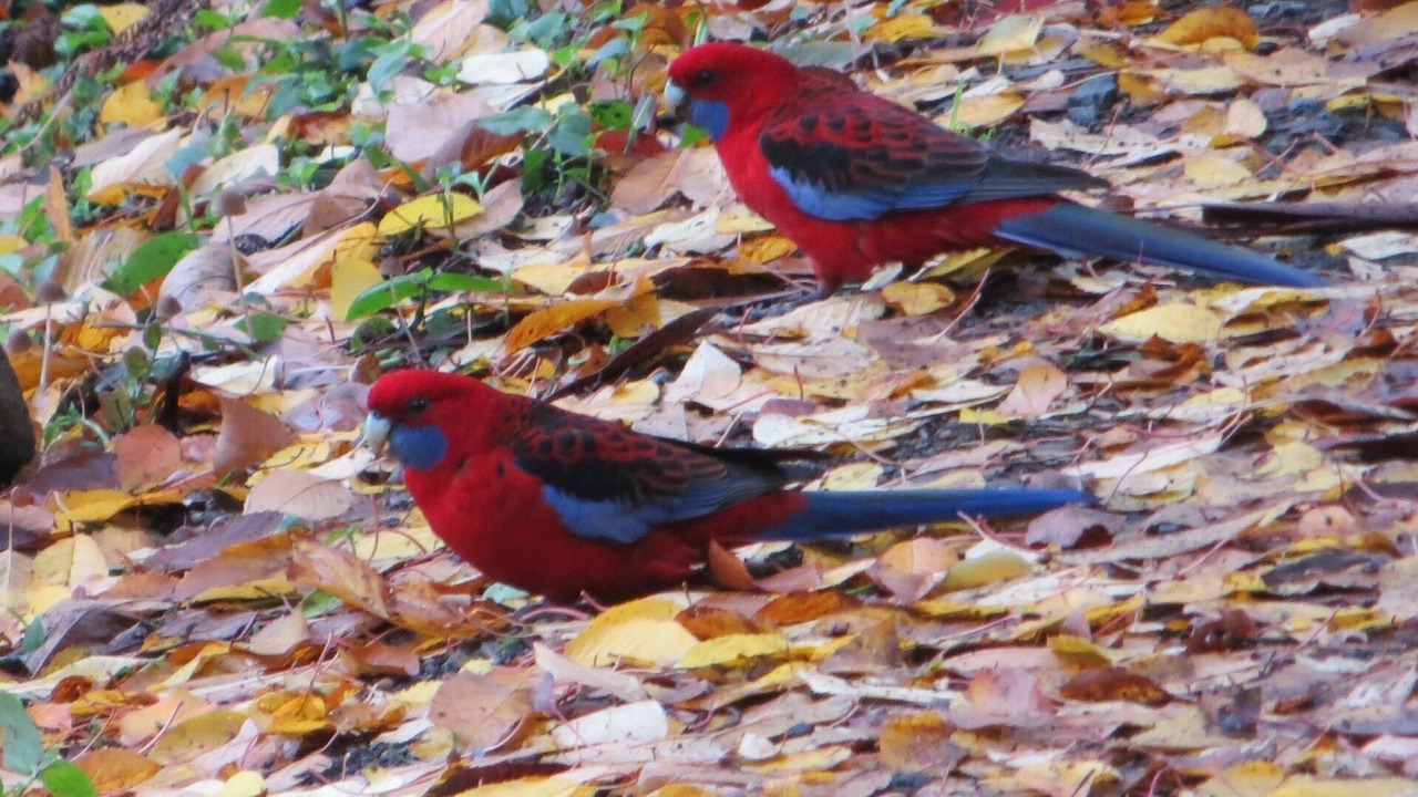 Photo of Others in Warburton