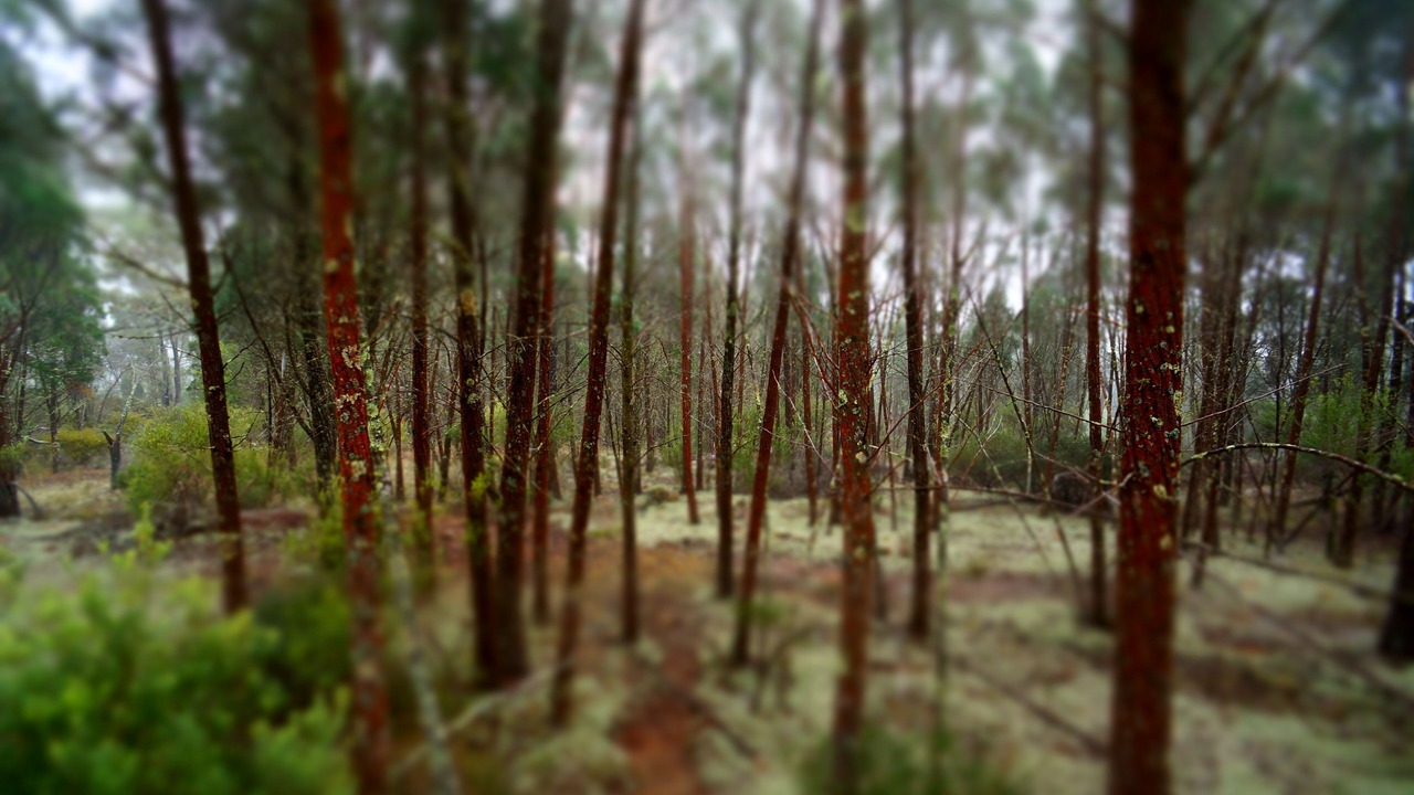 Photo of Outdoor in Merriwa