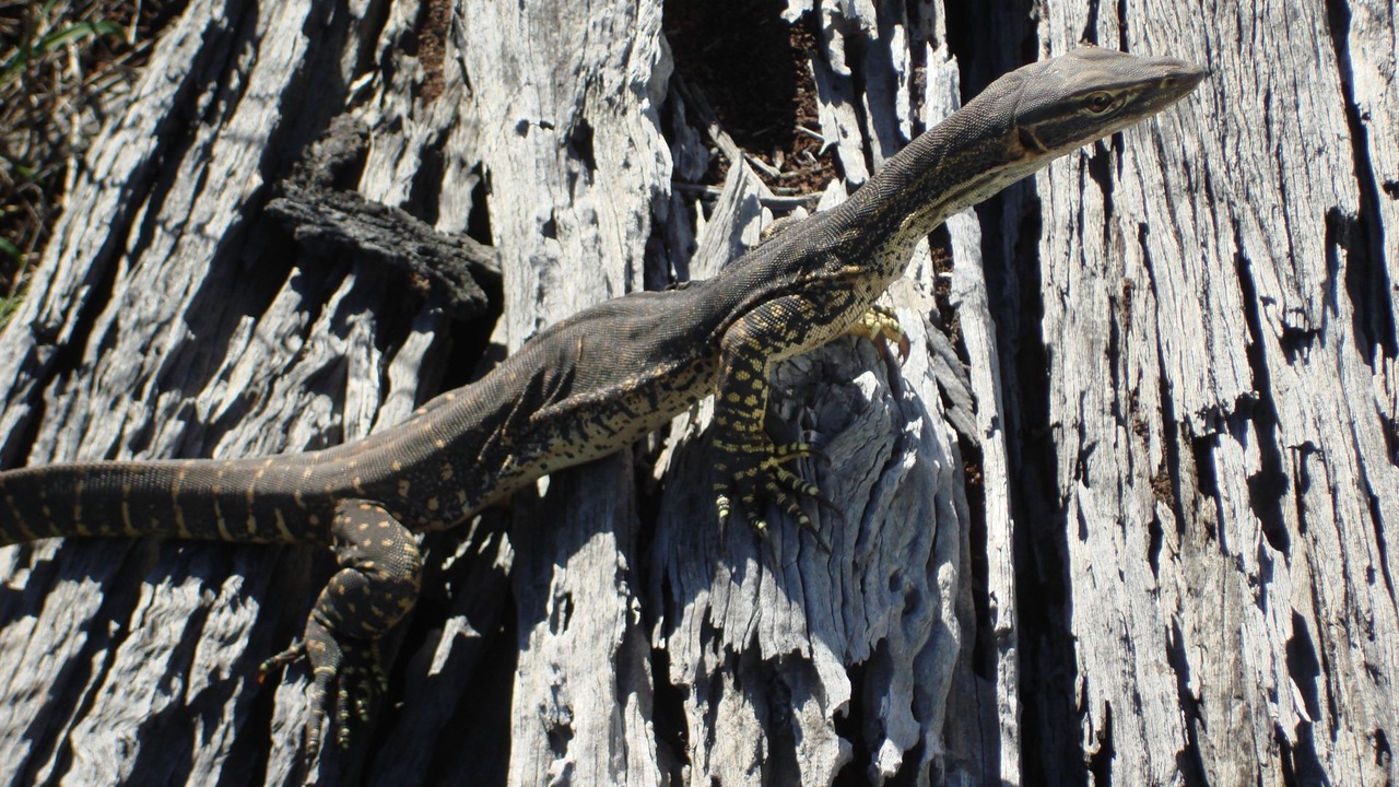 Photo of Outdoor in Merriwa