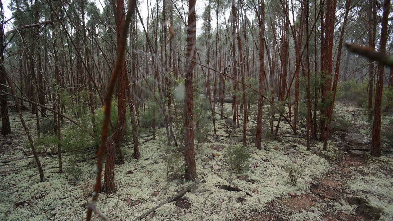 Photo of Outdoor in Merriwa