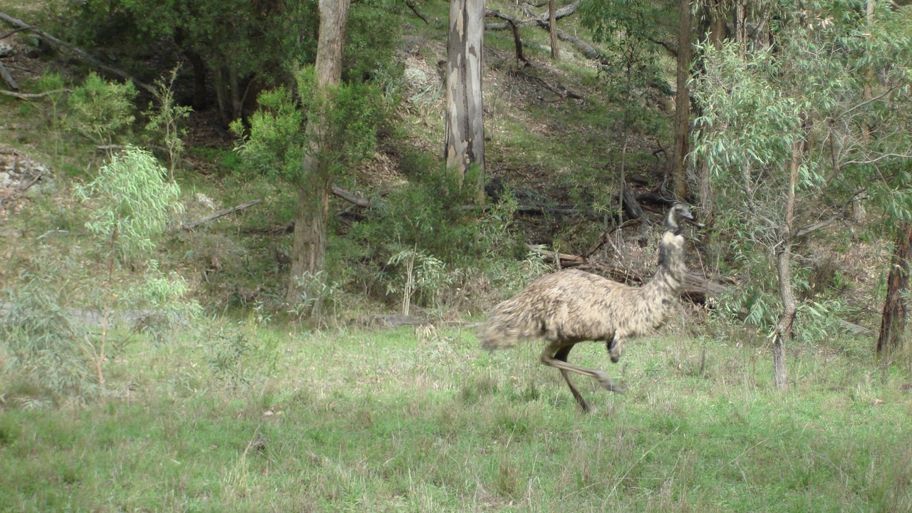 Photo of Outdoor in Merriwa