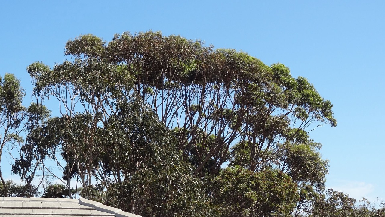 Photo of Others in Venus Bay