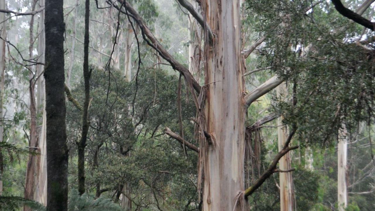 Photo of Outdoor in Barramunga