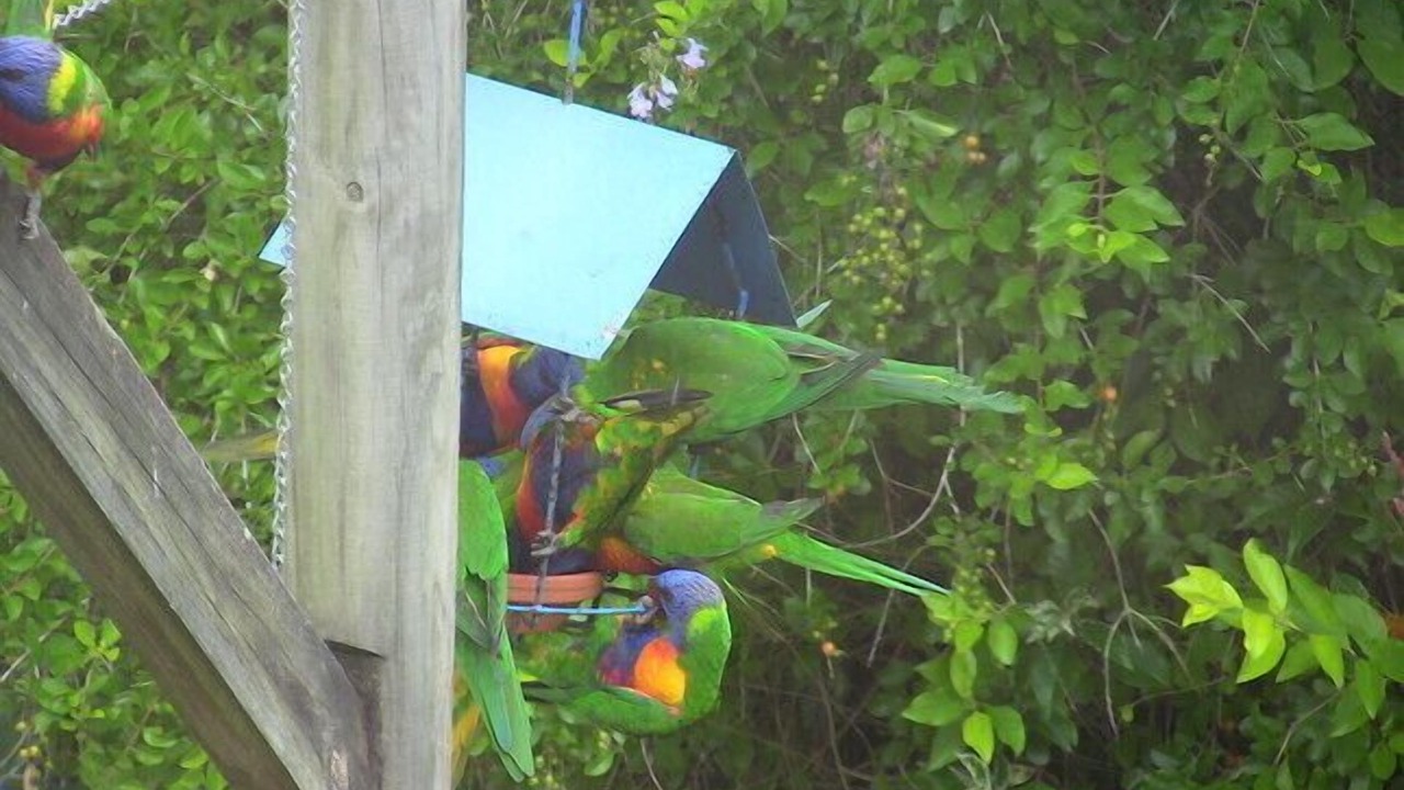 Photo of Outdoor in Silverwater