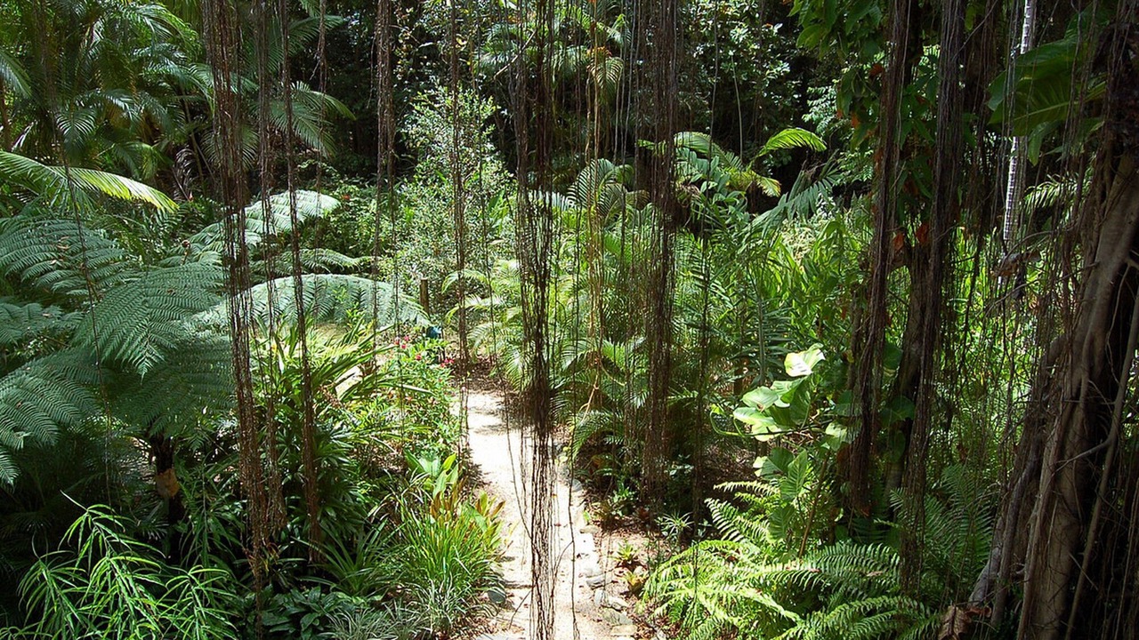 Photo of Outdoor in Port Douglas