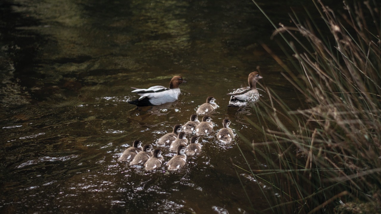 Photo of Others in Warburton