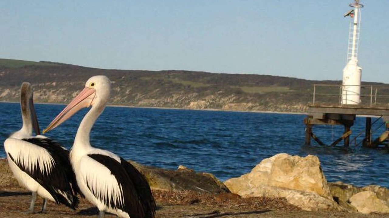 Photo of Others in Emu Bay