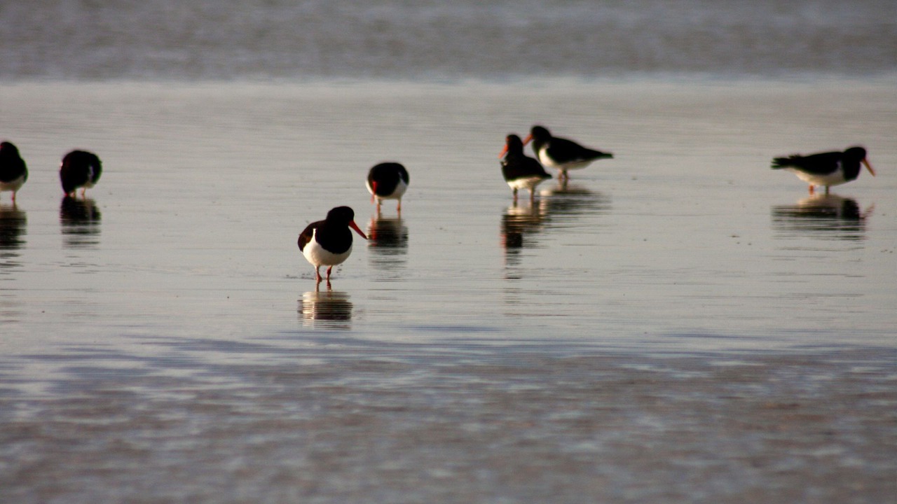 Photo of Others in Opossum Bay