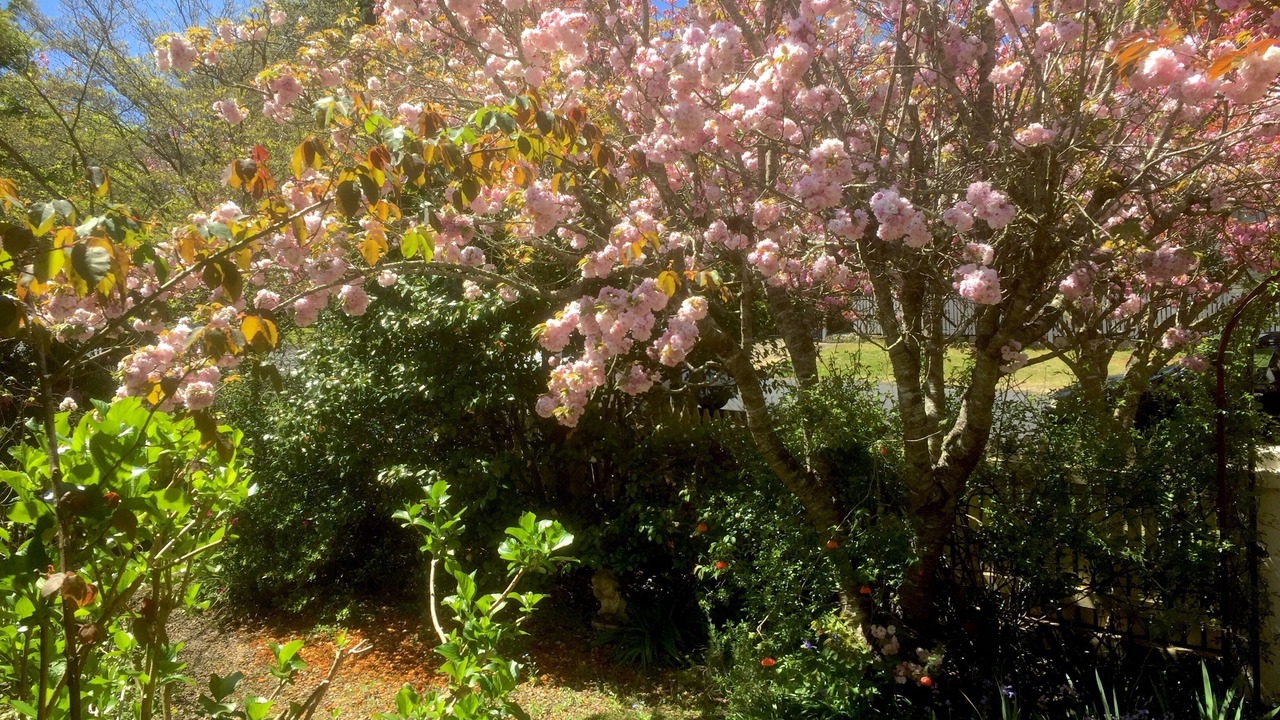 Photo of Others in Leura