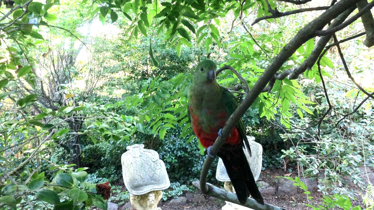 Photo of Outdoor in Leura