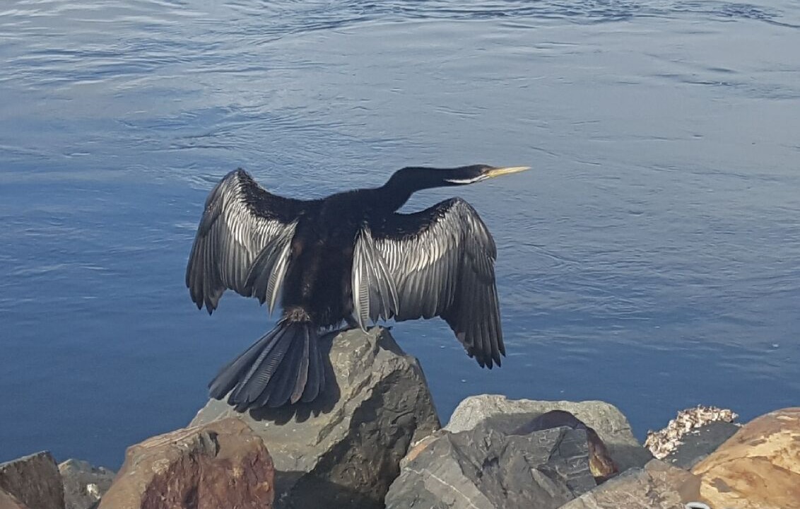 Photo of Others in Elizabeth Beach