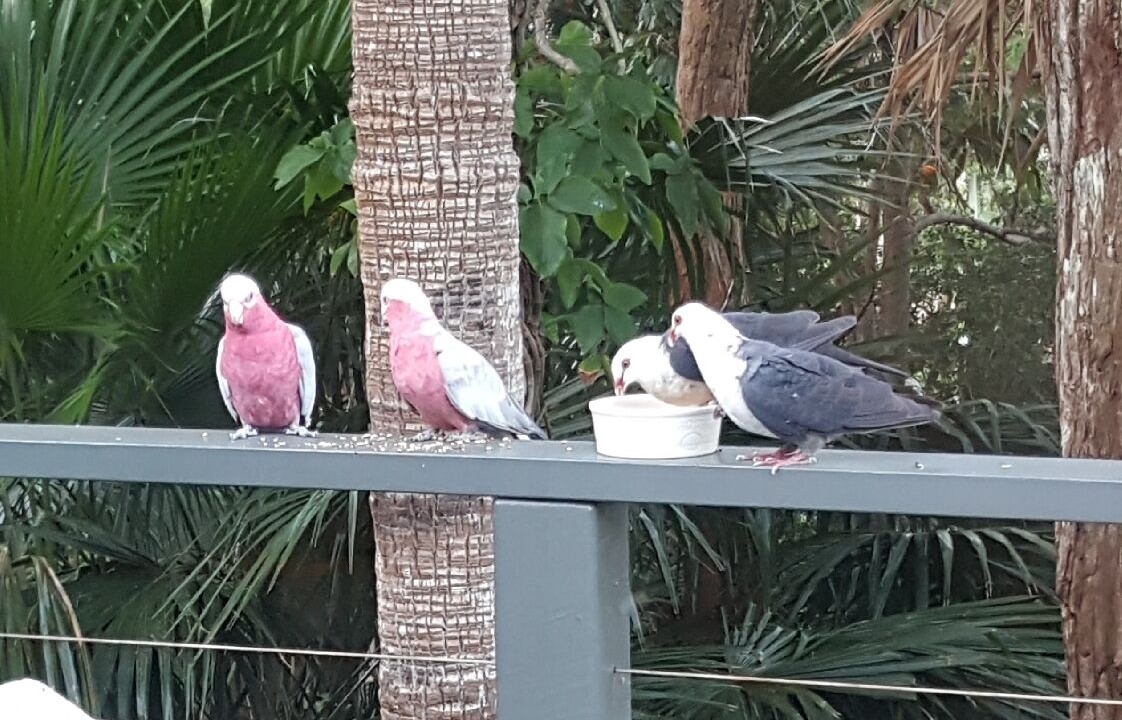 Photo of Others in Elizabeth Beach
