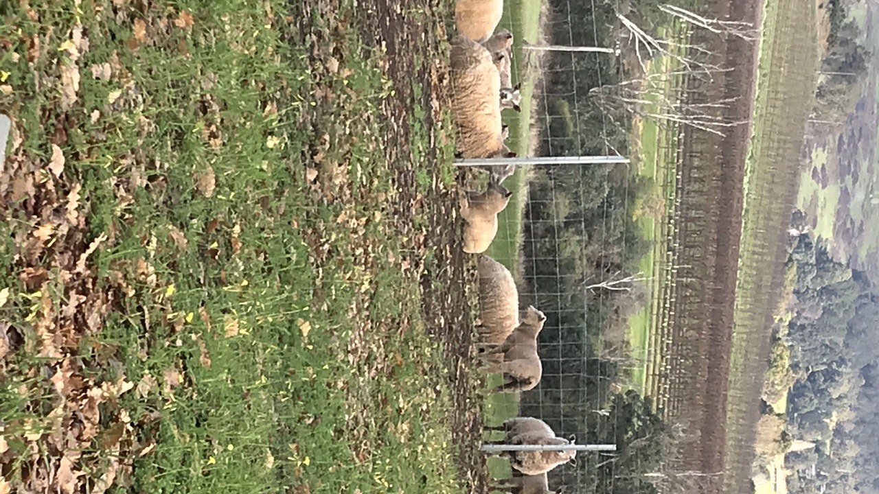 Photo of Others in Balingup