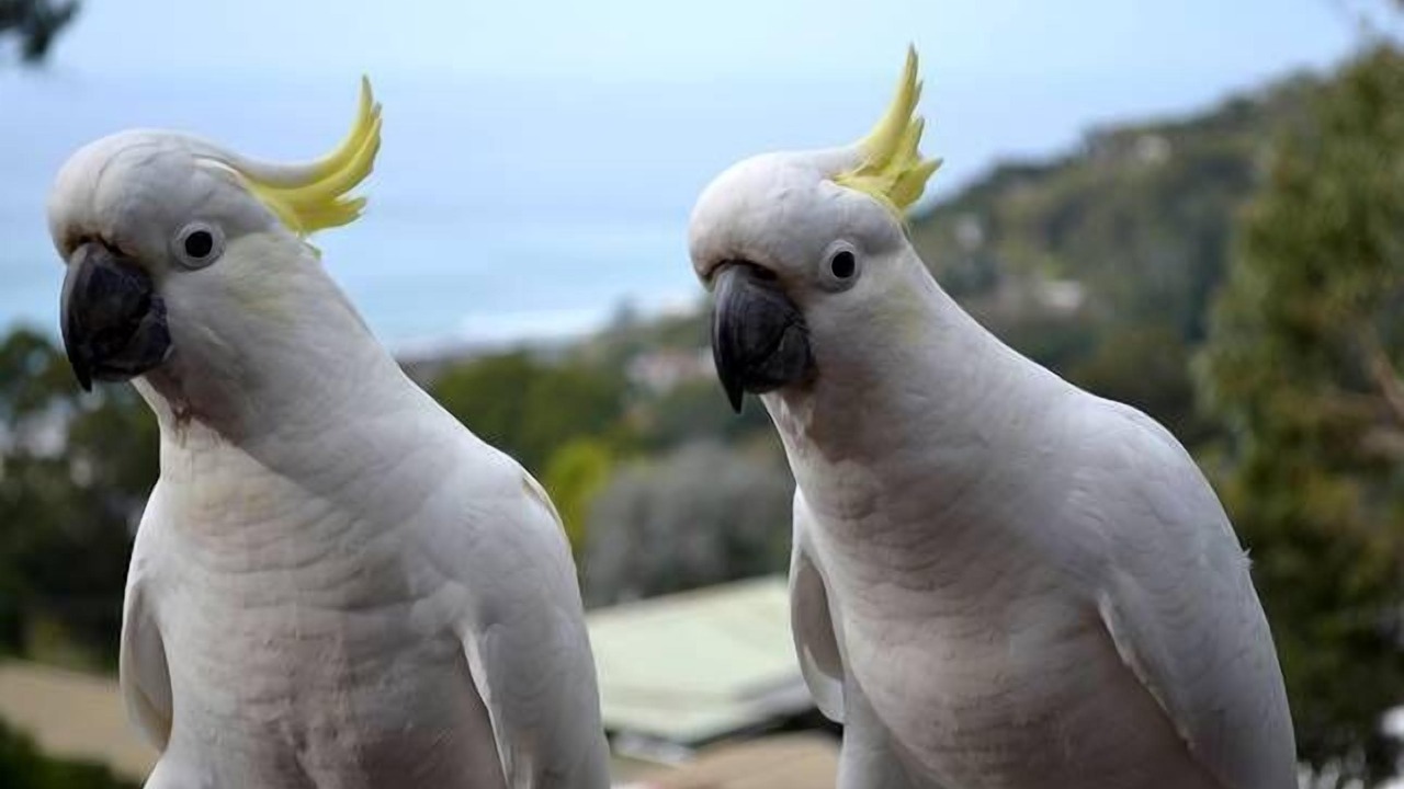 Photo of Others in Wye River