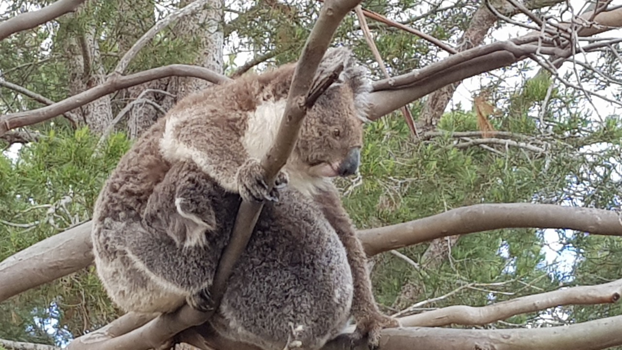 Photo of Others in Emu Bay