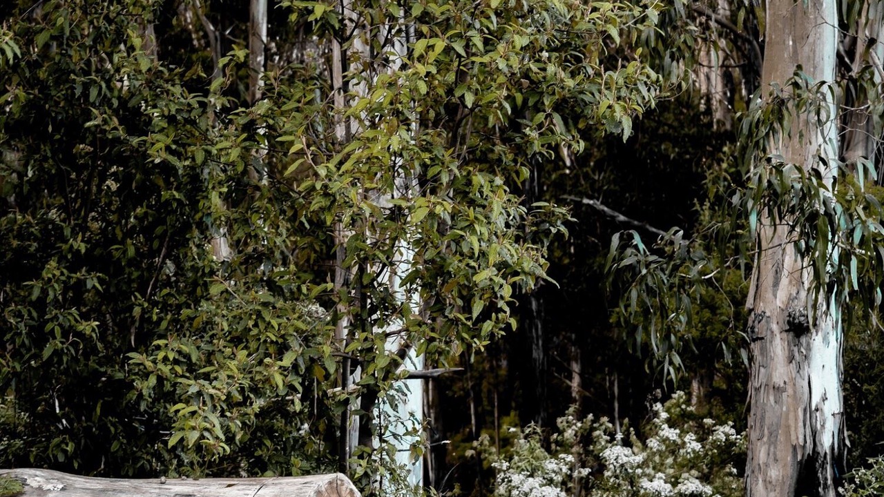 Photo of Outdoor in Lorne