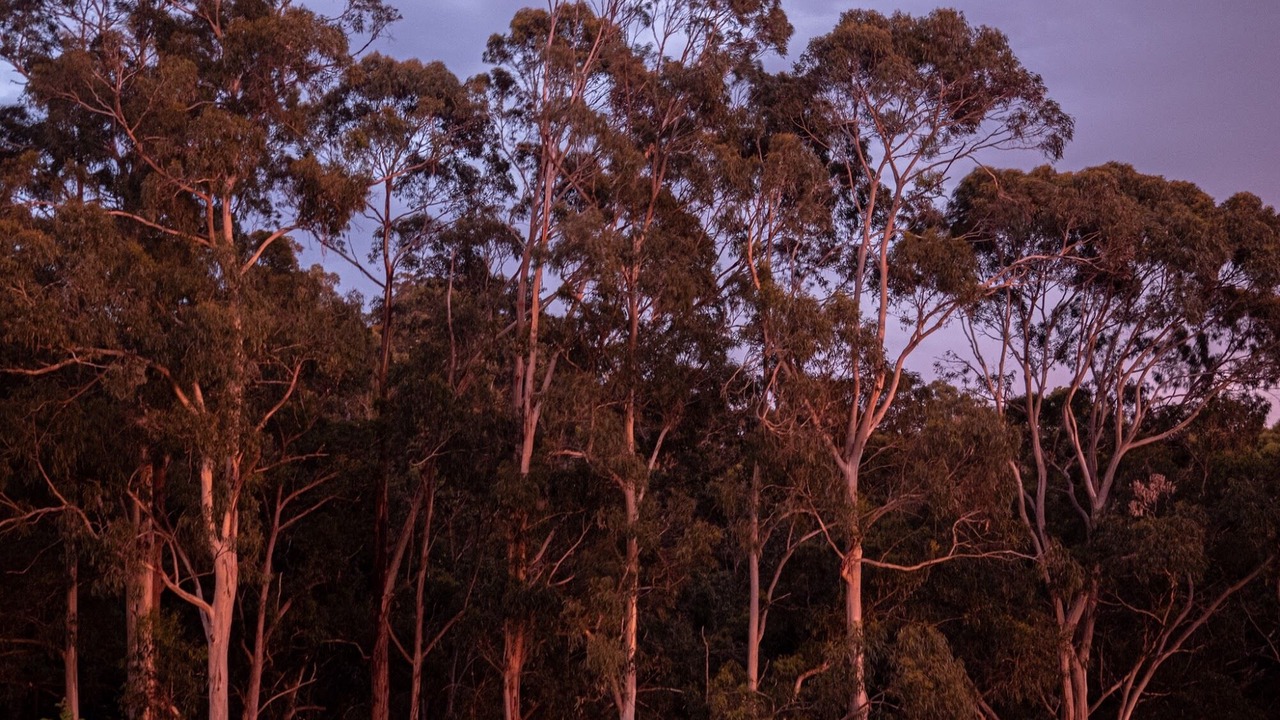 Photo of Others in Lorne