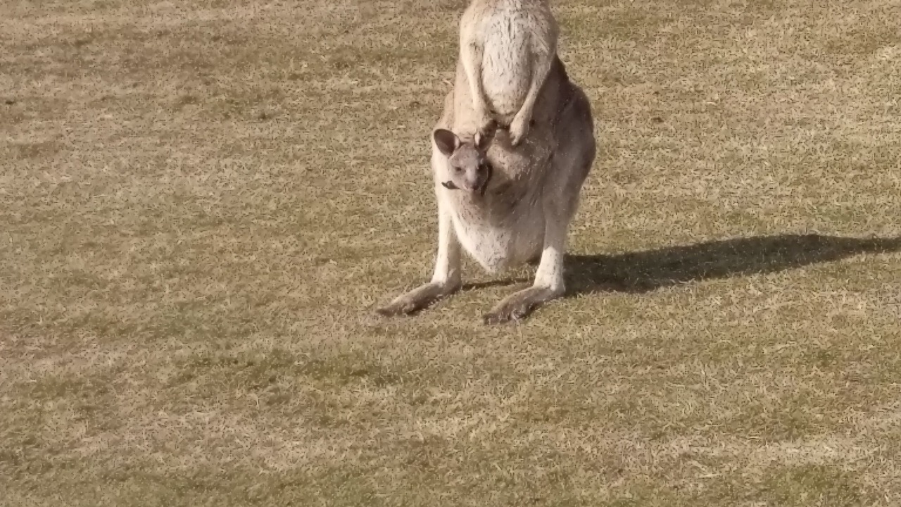Photo of Others in Healesville