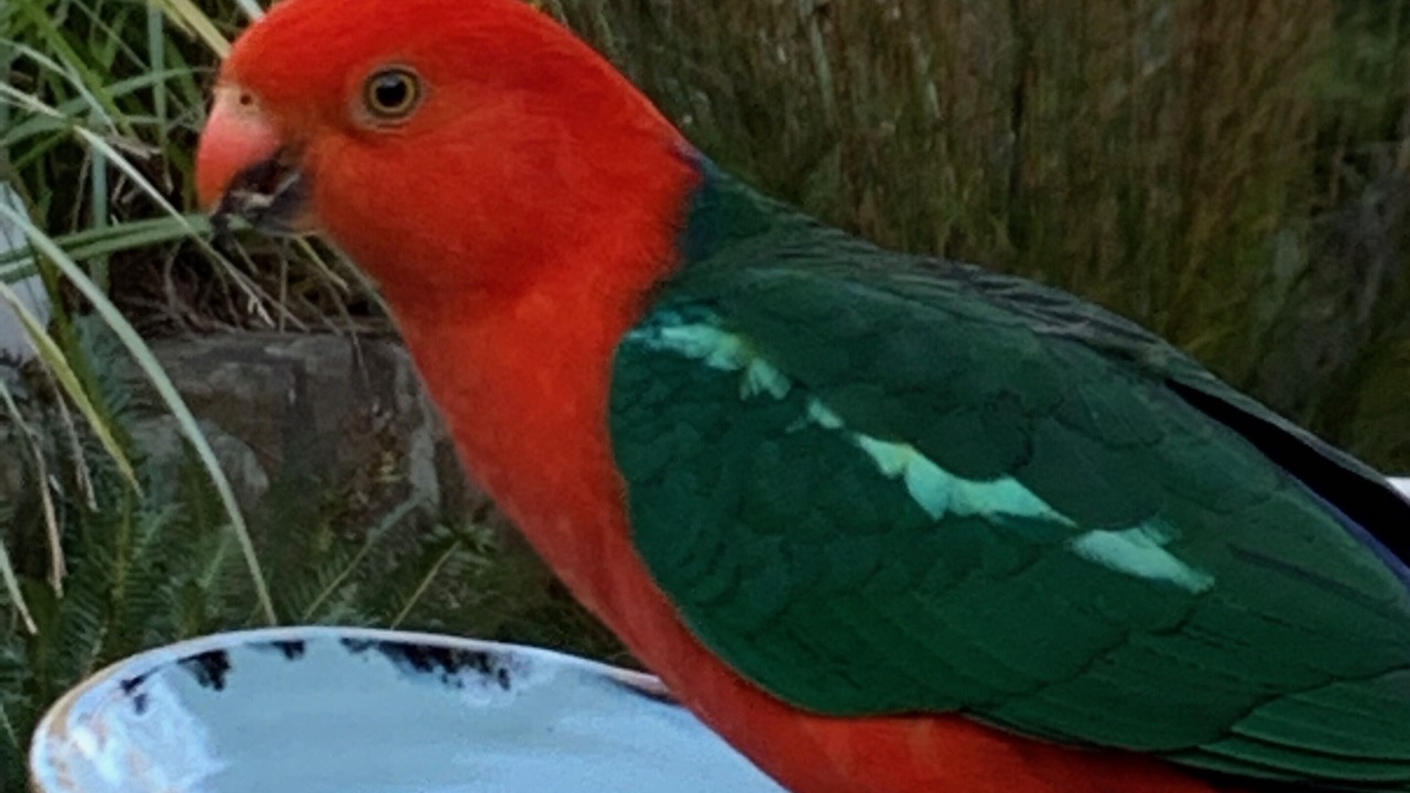 Photo of Others in Wentworth Falls