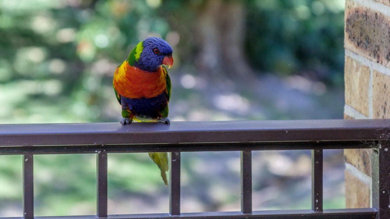 Photo of Patio Balcony in Nelson Bay